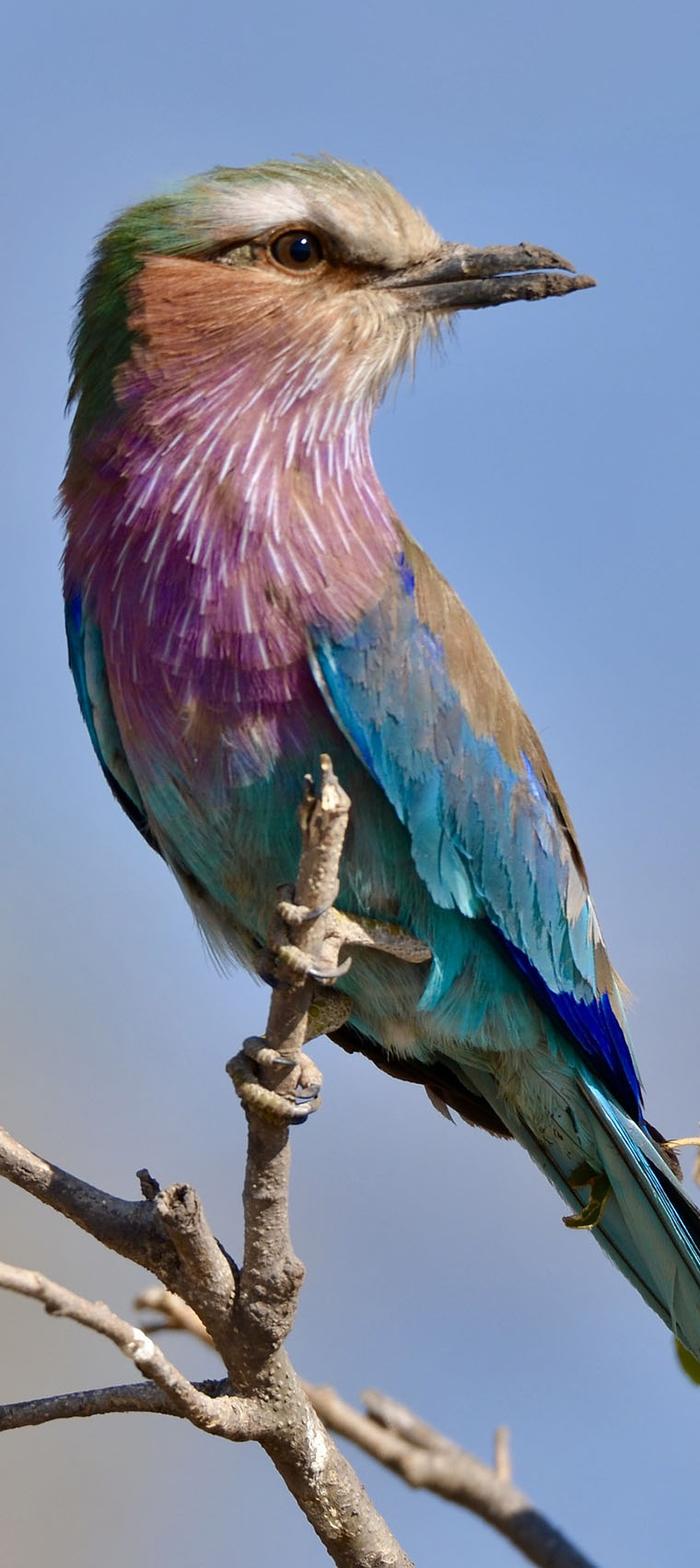 Uganda Birding Safaris