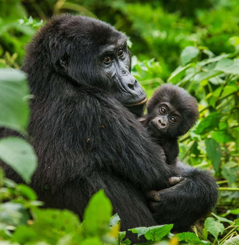 Africa budget gorilla trekking
