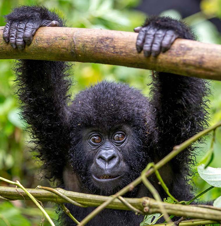 Budget gorilla trekking Africa