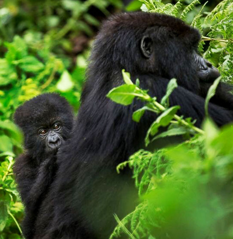 Budget gorilla trekking Africa