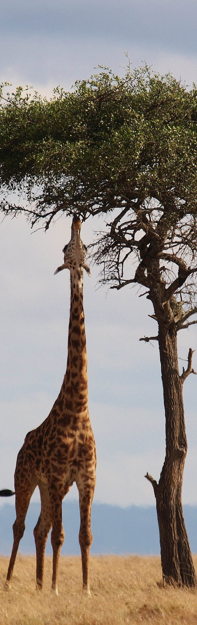 Uganda budget safaris in Africa