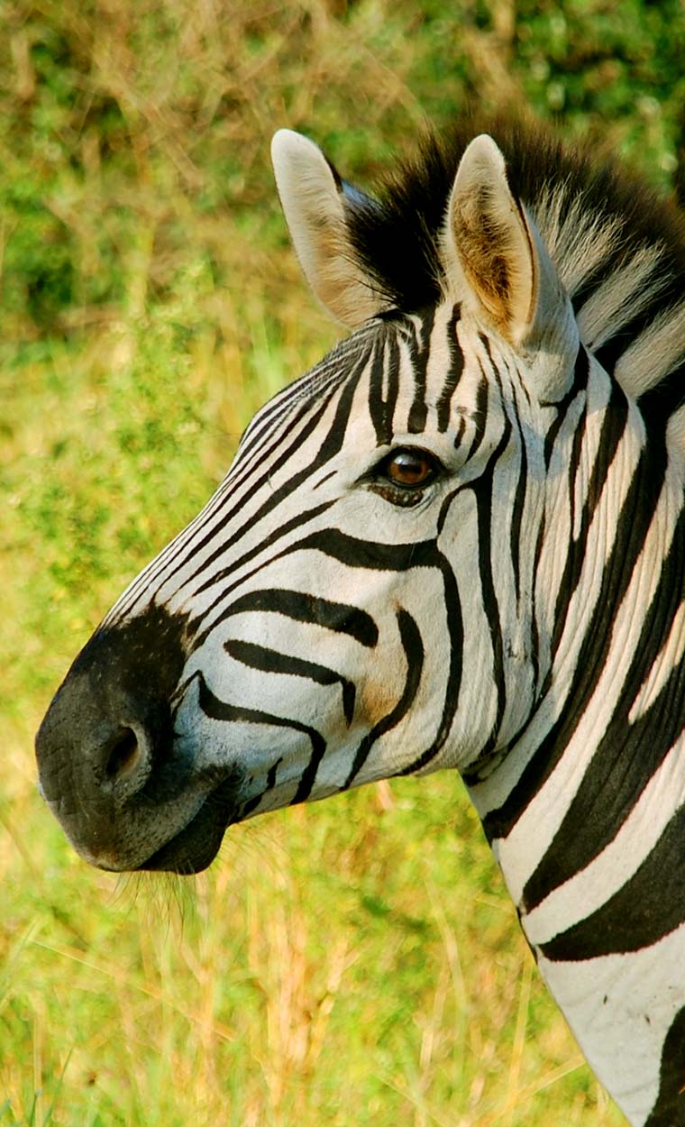 Masai Mara Kenya Safaris