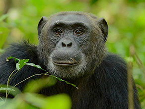 Budget Chimpanzee Trekking Uganda