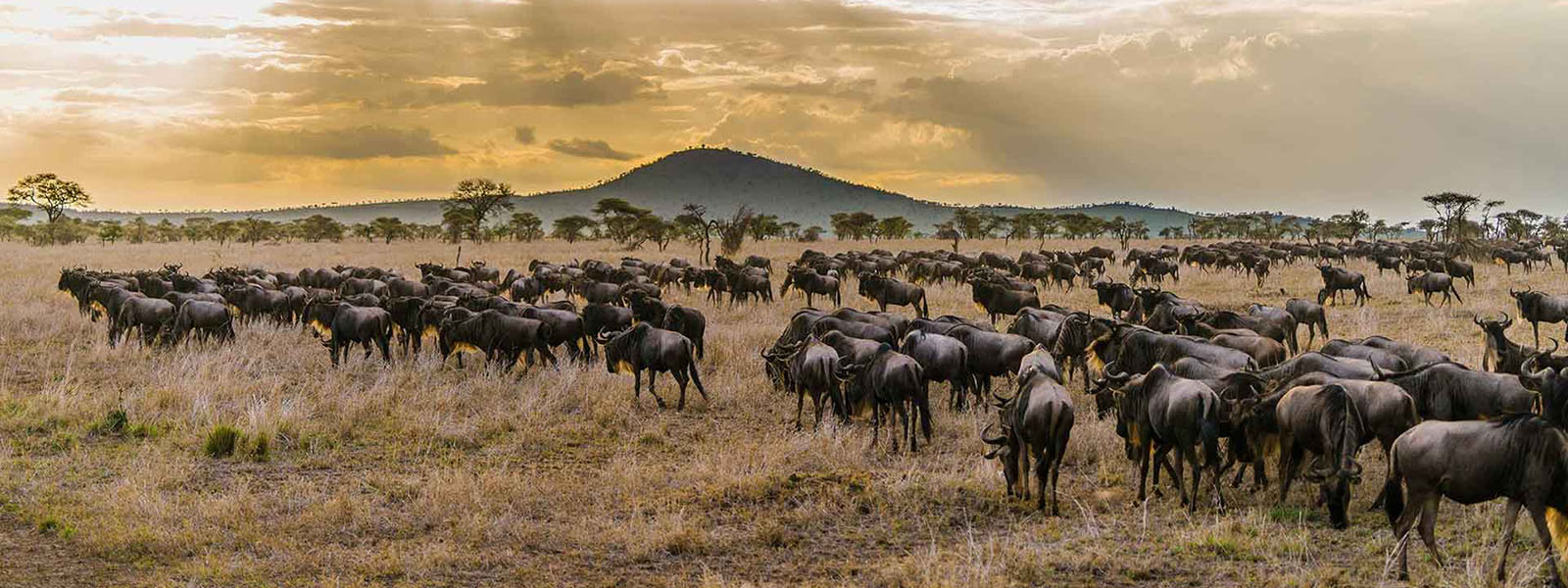 East Africa Safaris