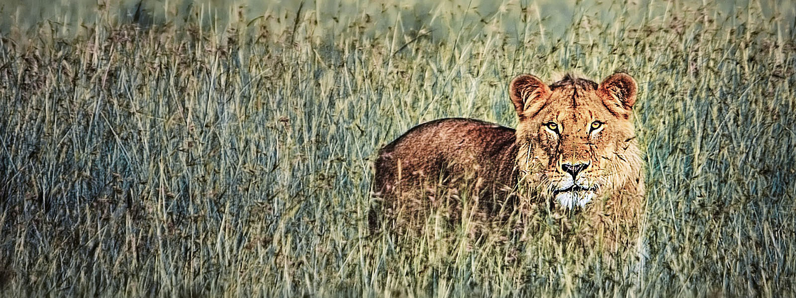 Uganda Group Safaris