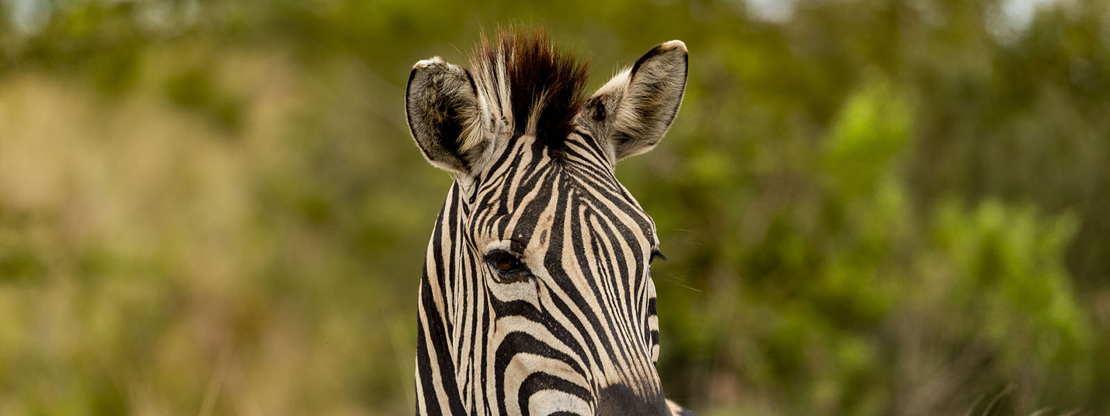 Kenya Safari Holidays