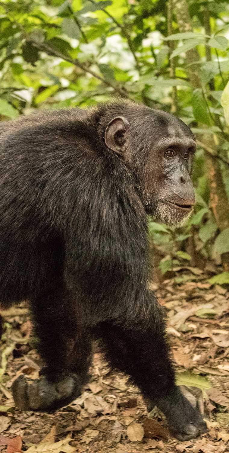 Rwanda Wildlife Safaris