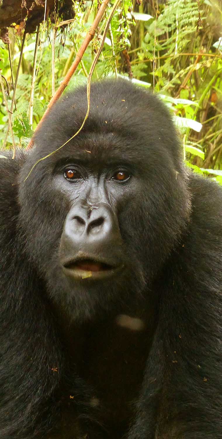 Compare Gorilla trekking in Uganda, Rwanda and Congo
