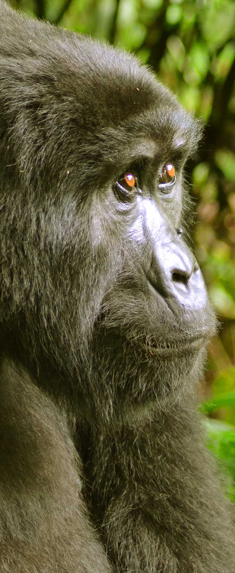 Rwanda Gorilla Trekking Permits