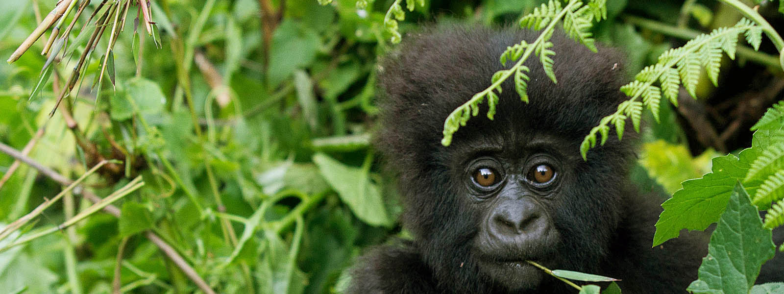 Rwanda Budget Safaris