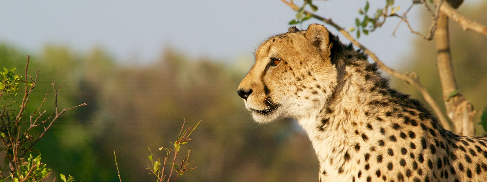 Tanzania safari tours