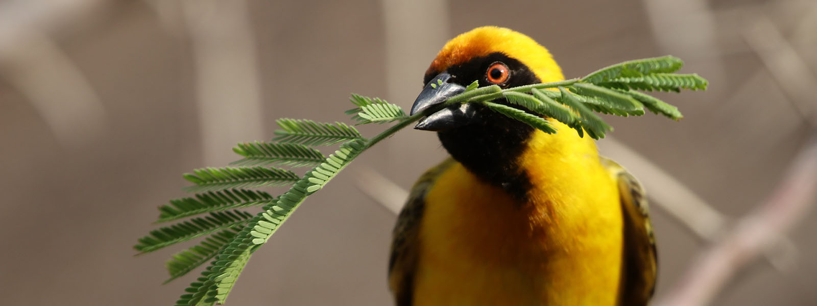 Uganda Birding Safaris