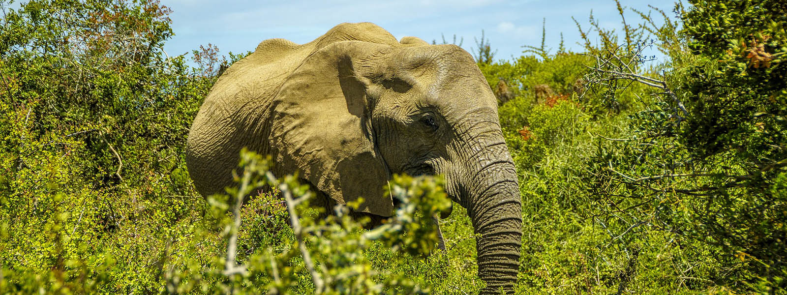 Uganda Camping Safaris