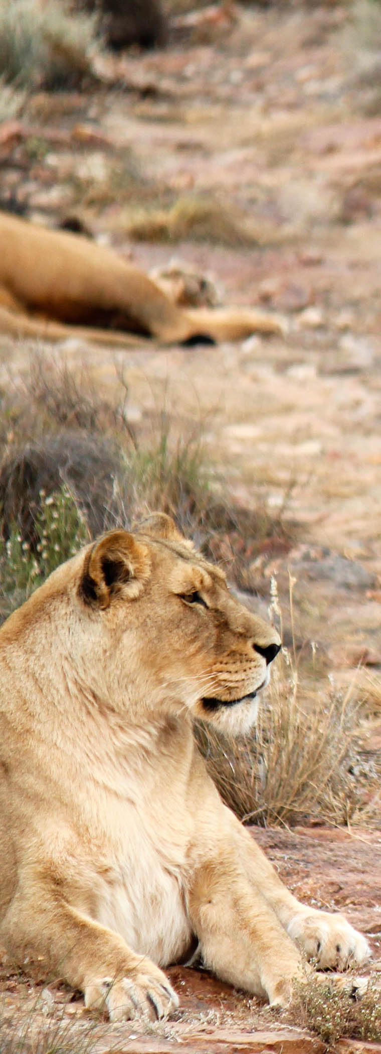 Uganda Wildlife Safaris