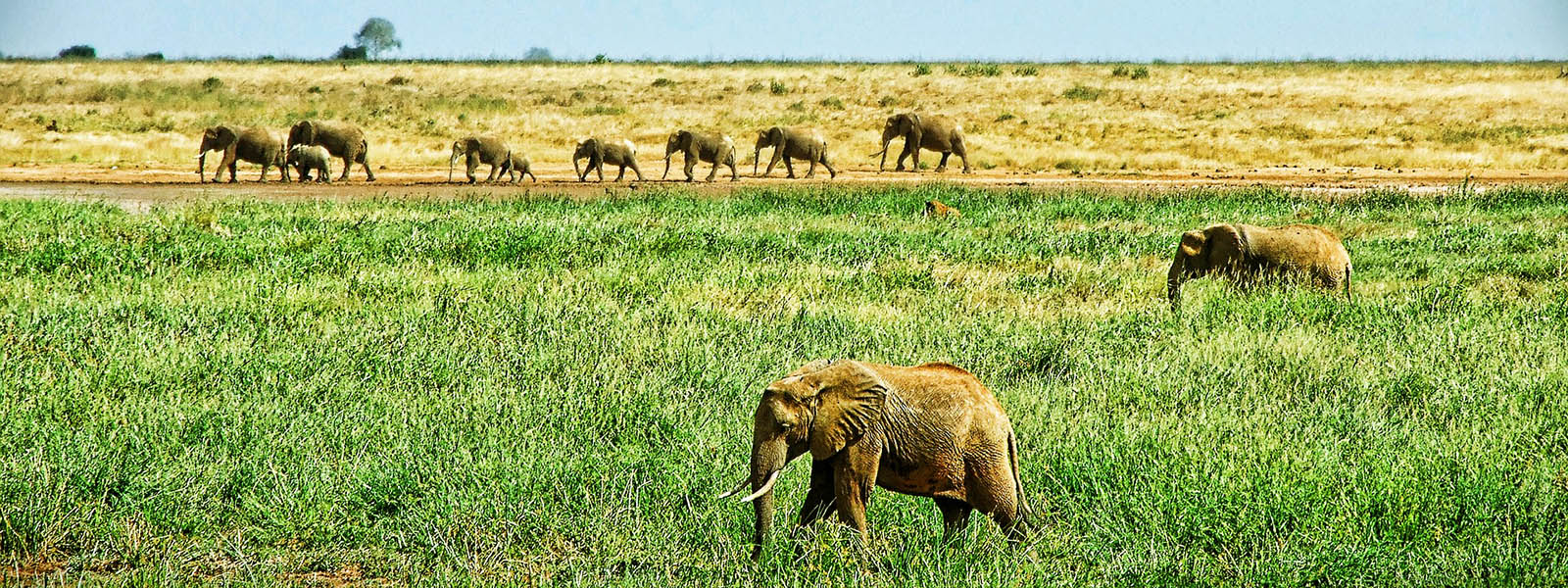 Uganda Wildlife Safaris