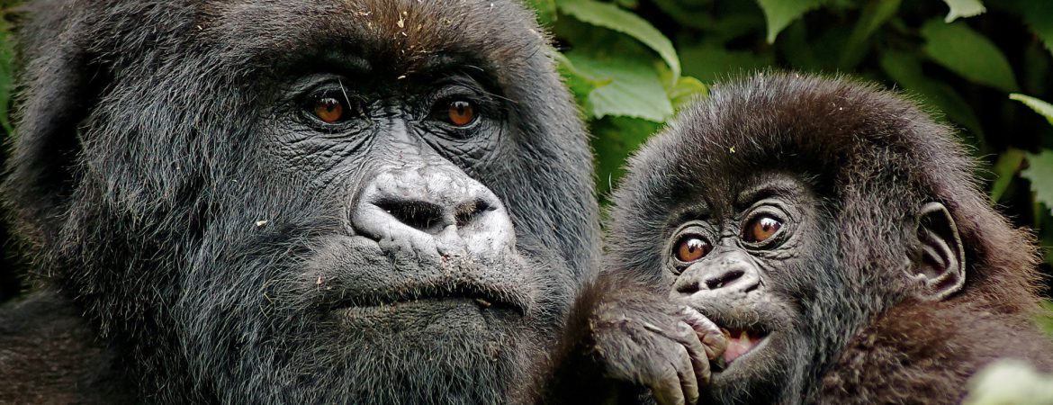 1 Day Gorilla Trek in PNV