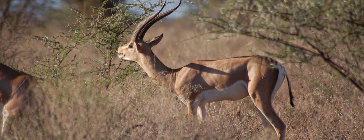 1 Day Lake Mburo Tour