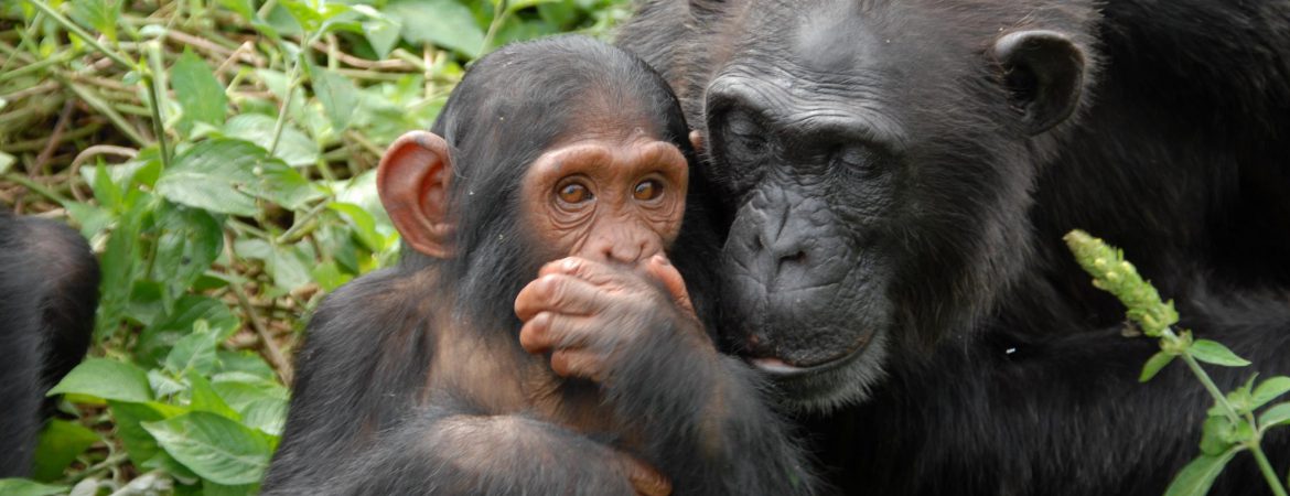 1 Day Ngamba Island Chimpanzee Safari