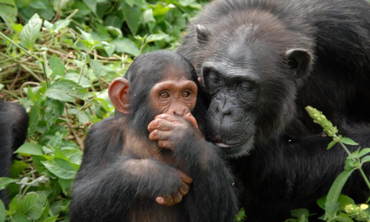 1 Day Ngamba Island Chimpanzee Safari