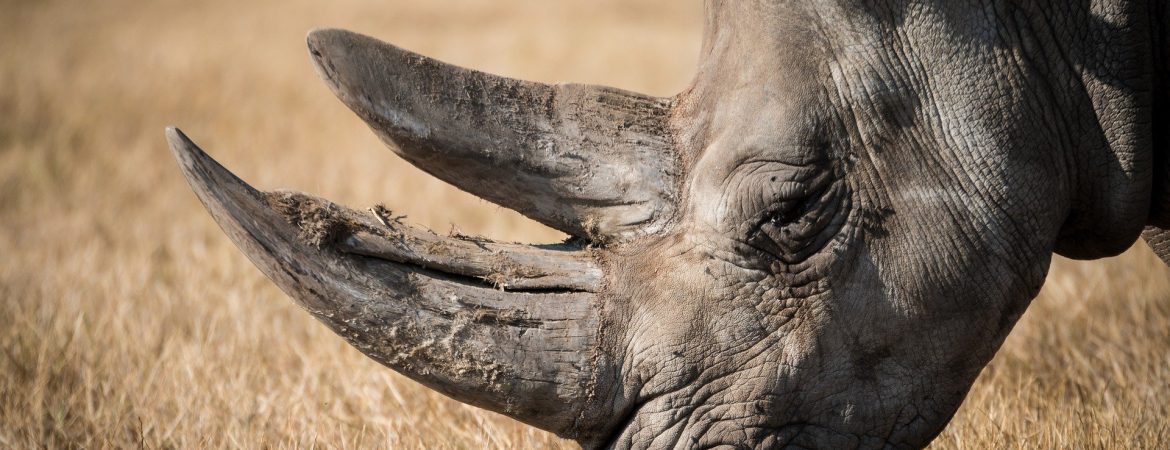 1 Day Ziwa Rhino Trekking Safari