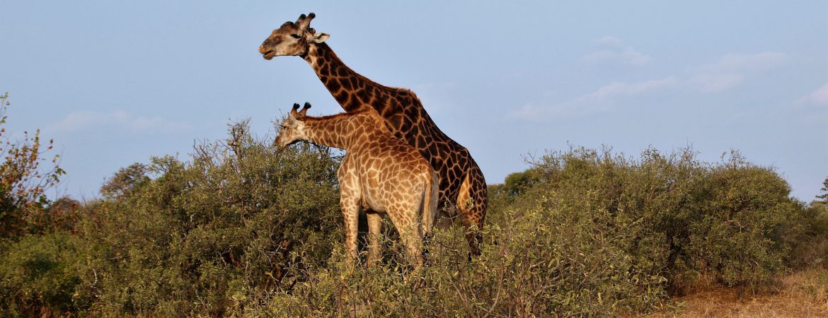 12 Days Adventure in Uganda