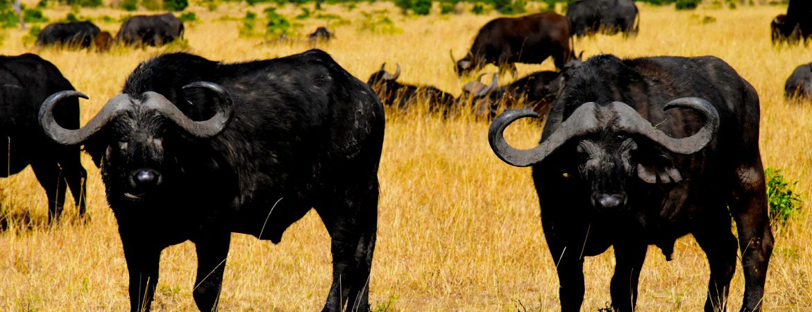 15 Days Vacation in Uganda