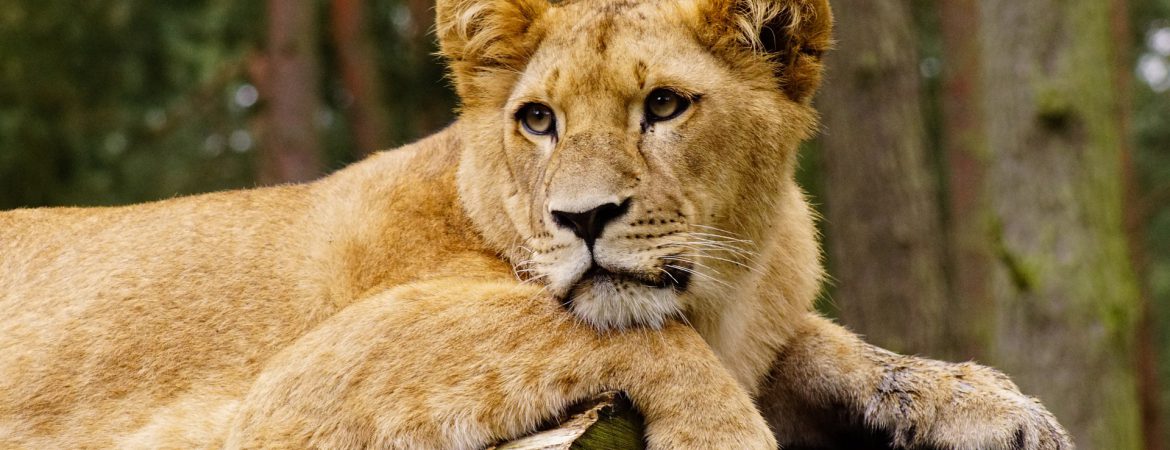 16 Days Uganda All-Round Safari