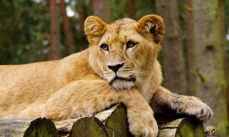 16 Days Uganda All-Round Safari