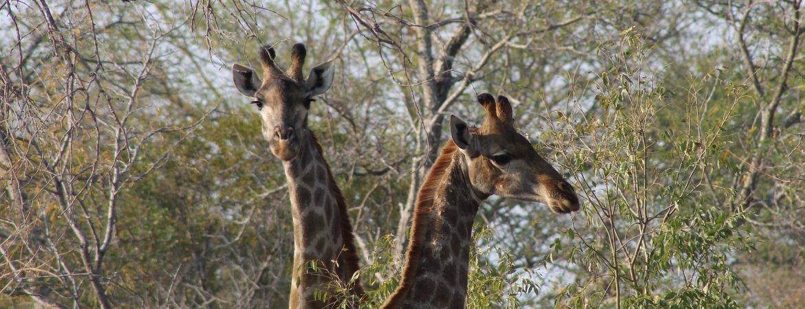 18 Days Discover Uganda Safari