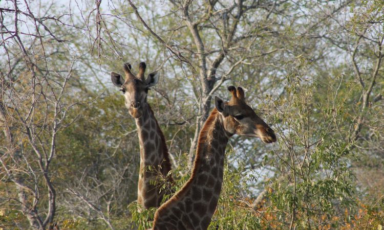 18 Days Discover Uganda Safari