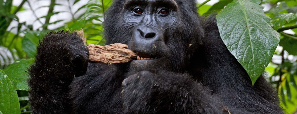 2 Days Kigali to Bwindi Gorilla Trekking