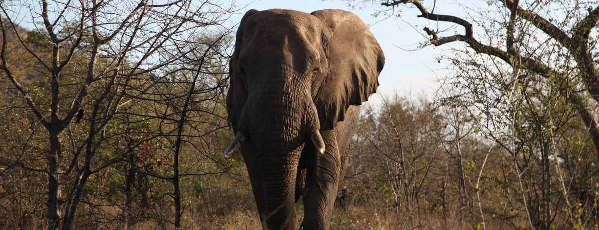 20 Days Explore Uganda Safari