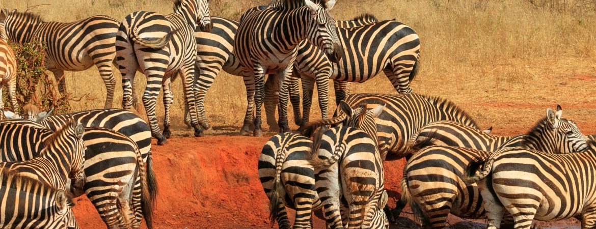 25 Days Grand Uganda Holiday