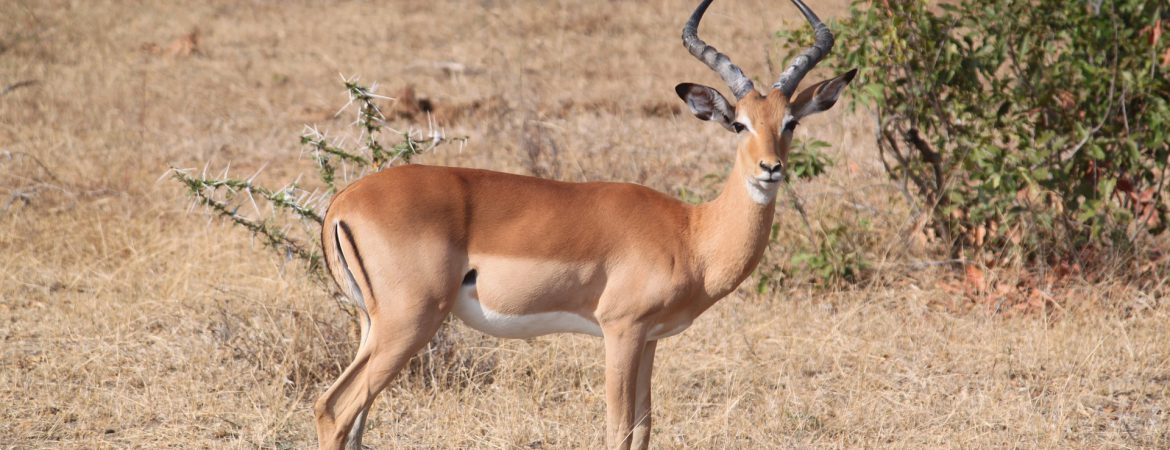 3 Days Akagera Wildlife Safari