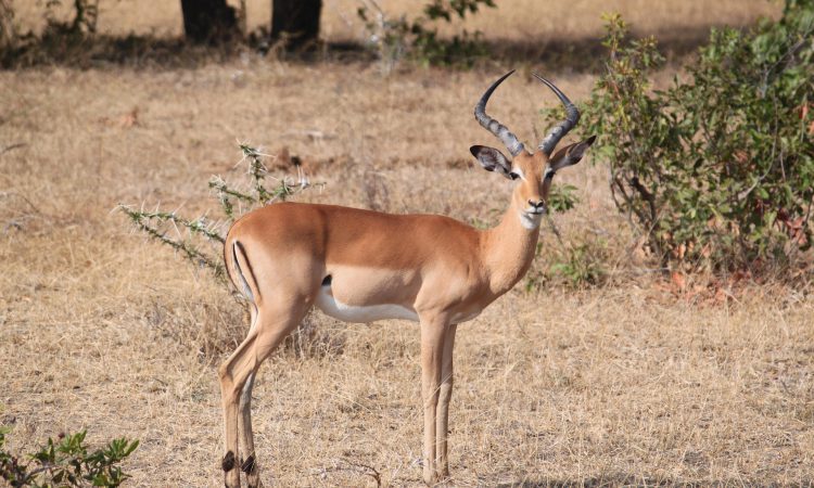 3 Days Akagera Wildlife Safari