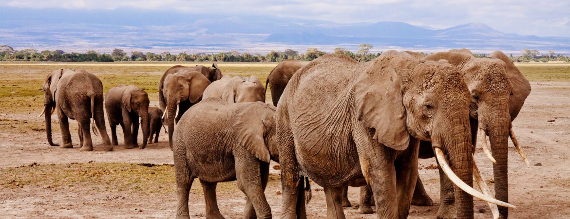 3 Days Amboseli Wildlife Safari