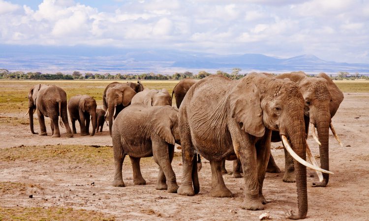3 Days Amboseli Wildlife Safari