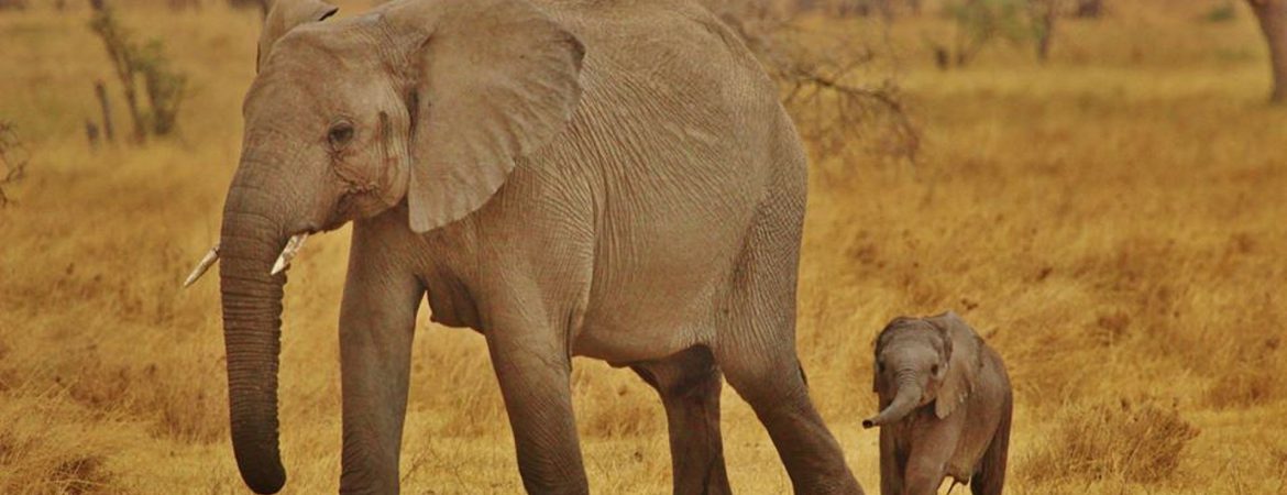 3 Days Budget Serengeti Wildlife Safari