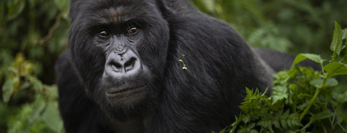 3 Days Bwindi Gorilla Safari