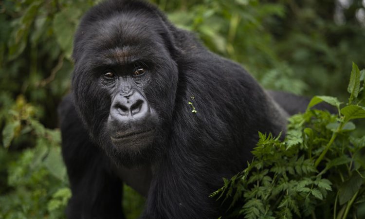 3 Days Bwindi Gorilla Safari