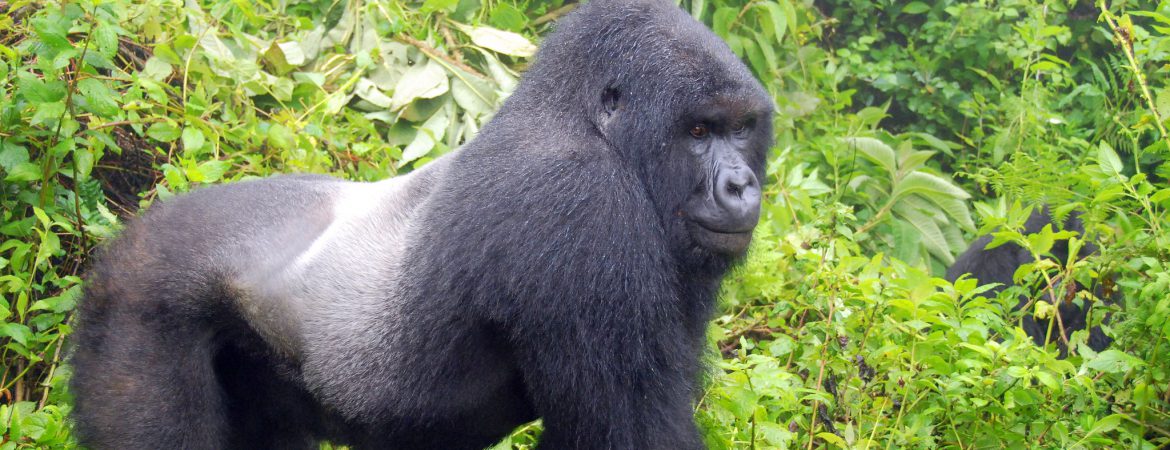 3 Days Gorilla Tour in Rwanda