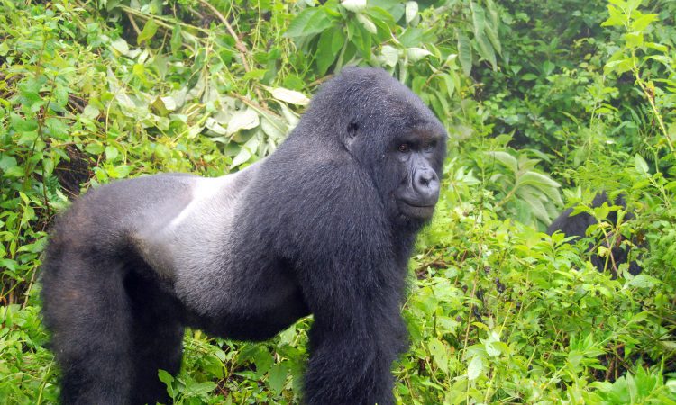 3 Days Gorilla Tour in Rwanda