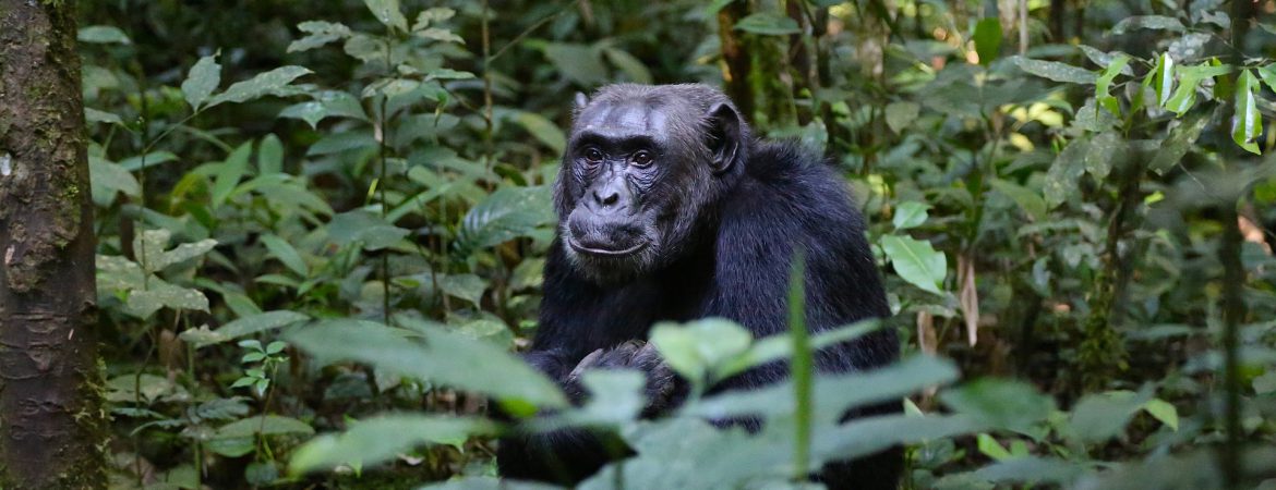 3 Days Kibale Chimpanzee Trekking Uganda