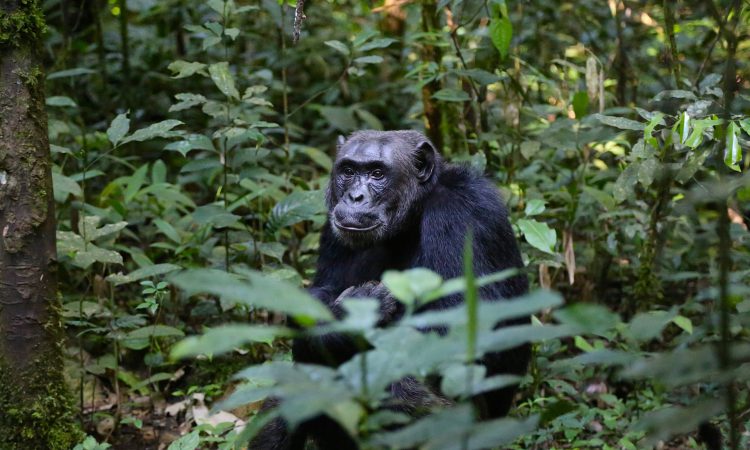 3 Days Kibale Chimpanzee Trekking Uganda