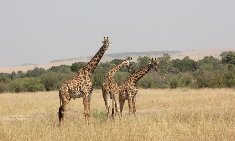 3 Days Masai Mara Wildlife Safari