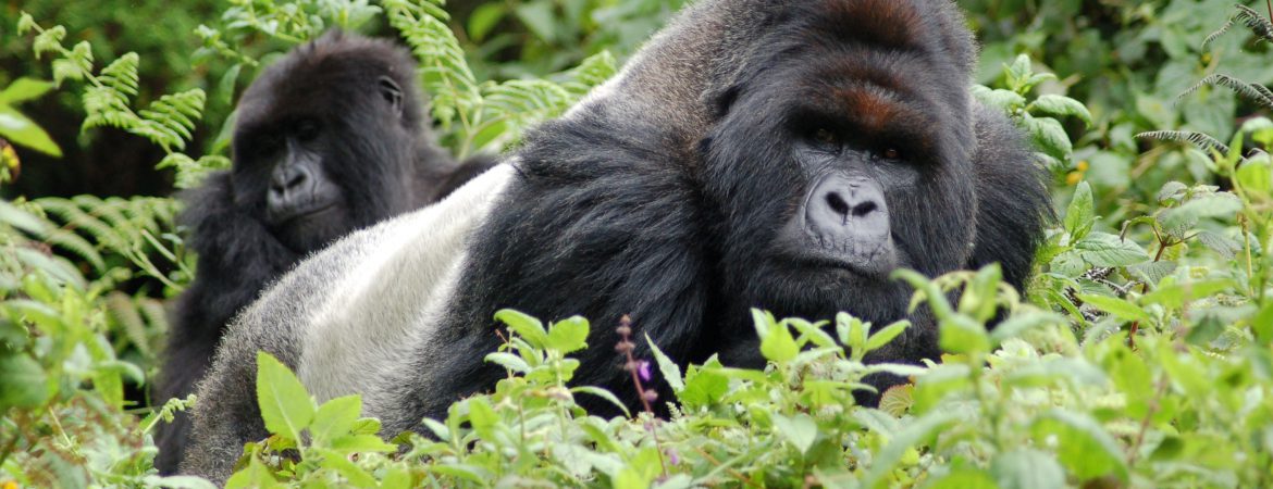 COST OF UGANDA GORILLA TREKKING PERMITS