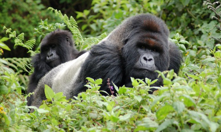 COST OF UGANDA GORILLA TREKKING PERMITS