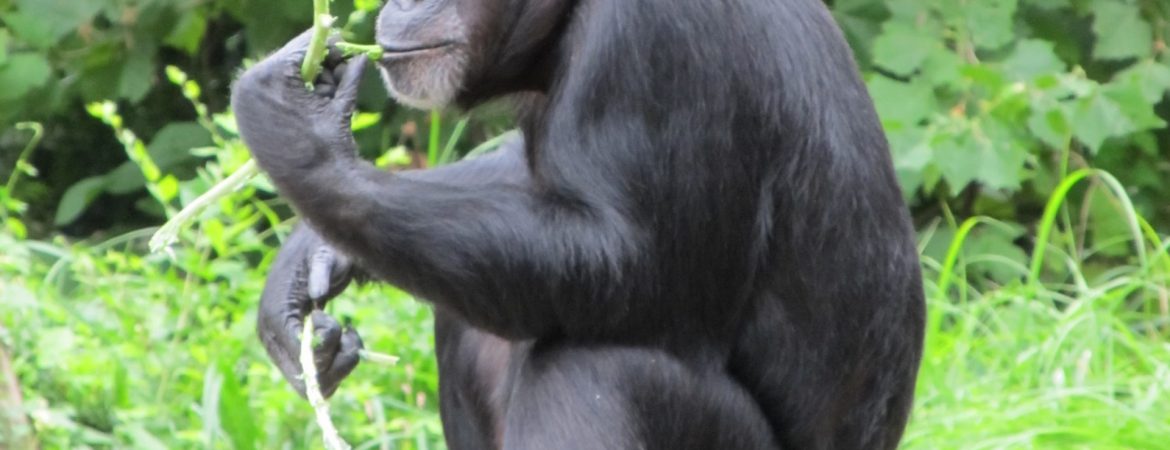 3 Days Nyungwe Primates Safari