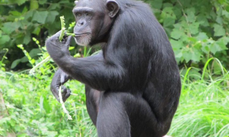 3 Days Nyungwe Primates Safari