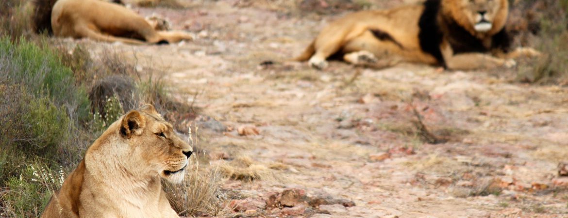 3 Days Queen Elizabeth Wildlife Safari